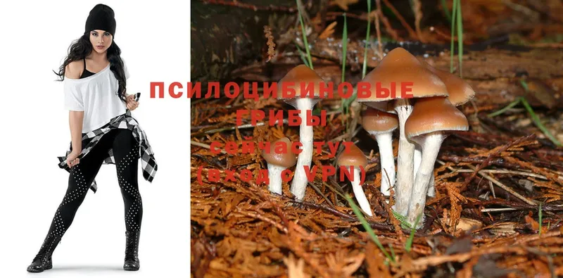 наркотики  Кстово  Псилоцибиновые грибы MAGIC MUSHROOMS 